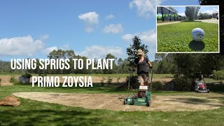 Sprigging Primo Zoysia  How to use a Lawn Renovation to Transplant a New Lawn [upl. by Zerk284]