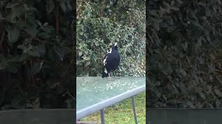 Magpie Singing for two minutes in our backyard [upl. by Tremml929]