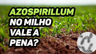 AZOSPIRILLUM NO MILHO VALE A PENA [upl. by Aikemahs]