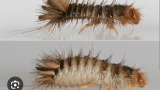 How is Strange Hairy Bug Crawling on Floor at Your House Its Dangerous Pest Dermestid Beetle Larva [upl. by Omixam532]