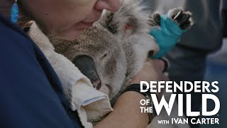 Koala Hotline Bling  Defenders of the Wild Clip  EarthX [upl. by Htez]