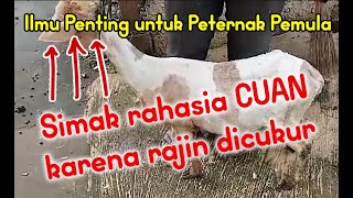 Simak Cara dan Rahasia Pentingnya mencukur bulu domba dengan rutin [upl. by Adolpho]