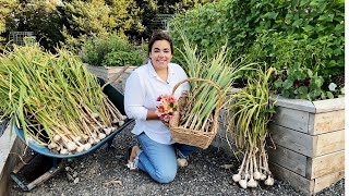 The Garlic Harvest Exceeded My Expectations [upl. by Quenna]