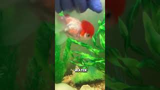 The correct way to feed fish flakes [upl. by Caputo]