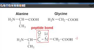 B23 Describe the condensation reaction of 2amino acids to form polypeptides [upl. by Glover]