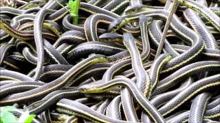 NatureNorthcoms Snakes Alive Video [upl. by Standush171]