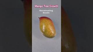 Mango Tree Growth  time lapse Shorts [upl. by Sunshine898]