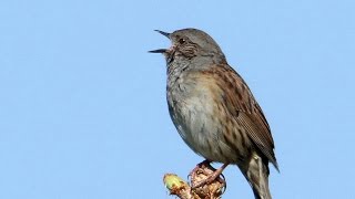 Territorial song of the Dunnock Prunella modularis [upl. by Broeker]