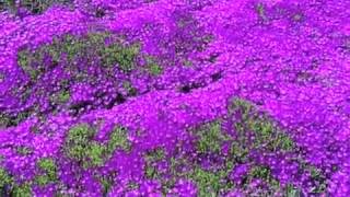 Delosperma cooperi  Iceplant [upl. by Blythe]