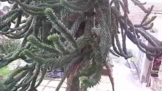 Čilska jelka Araucaria araucana Rogaška Slatina [upl. by Agnola]