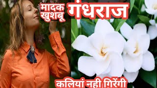 How To Get Maximum Bloom On Gardenia गंधराज पर ज्यादा फूल कैसे लें gardensecrets gandhraj [upl. by Gelb]