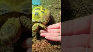 Trunky the Horsefield Tortoise come and join us veronikakoleva2372 pets animals cute [upl. by Omrelliug729]