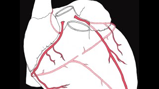 Coronary circulation of the heart [upl. by Ainattirb]