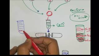 Meselson Stahl Experiment DNA replication models  Conservative semiconservative Disruptive model [upl. by Albin918]