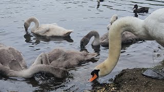 The 5 cygnets are doing well  Felix amp Autumn  feeding on seeds 6th August [upl. by Nortyad]