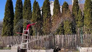 Pruning amp Training my Climbing Roses for more 🌹✂️  Zephirine Drouhin  Backyard Garden Highlights [upl. by Arlee]