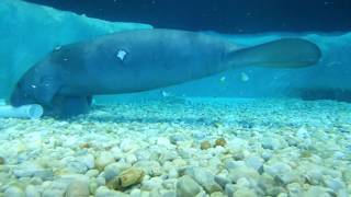 Watching manatees at Parker Manatee aquarium [upl. by Corine950]