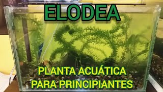 Elodea planta de acuario para principiantes [upl. by Sievert]