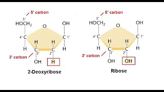 Nucleosides Nucleotides [upl. by Atyekram]