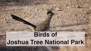 Birds of Joshua Tree National Park [upl. by Patsy]