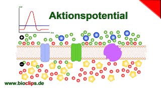 Aktionspotential [upl. by Ong]