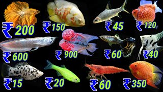 Ornamental Fish Price List In India  Fish Price List For Aquarium [upl. by Arammahs]