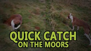 Quick Catch on the Moors  Working Lurchers [upl. by Kreg885]