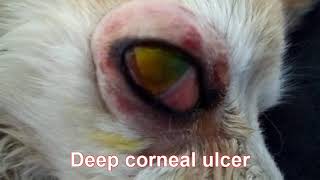 Third eyelid flap for the treatment of corneal ulcer [upl. by Jereld]