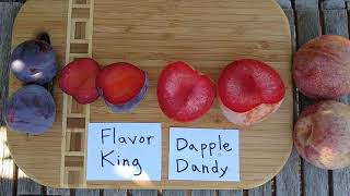 Pluot profiles Flavor King and Dapple Dandy [upl. by Jacqui]