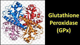 Glutathione Peroxidase GPx [upl. by Ahsilla]