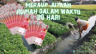 Petani Kangkung di Sentani Jayapura Papua Makin Sukses kangkung kangkungdarat kangkungcabut [upl. by Nahtnanhoj]