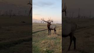 This Elk Has The Antler Growth Process Dialed in wildlife [upl. by Odlauso342]