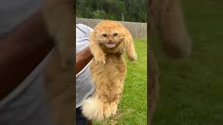 Orange Cat Held Up Angry [upl. by Eerehc]