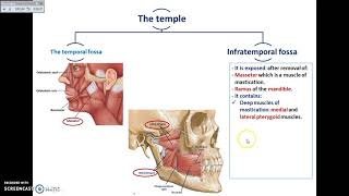 Overview of Head Exterior Temporal and Infratemporal Fossae  Dr Ahmed Farid [upl. by Merralee]