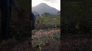 Red onions harvesting in cinari prt13 farming agriculture [upl. by Furr]