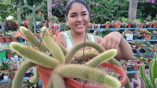 como reproducir el CACTUS cola de mono  cactus 🌵 [upl. by Cassondra]