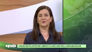 INÍCIO DO PLANTIO DE ARROZ É MARCADO É MARCADO PELA INSTABILIDADE  A GRANJA NA TV [upl. by Airun508]