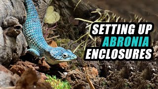 Our Abronia Enclosure Set ups Setting up new breeding groups [upl. by Uhn655]