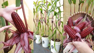 Tips for growing corn at home without much care [upl. by Onitnerolf]