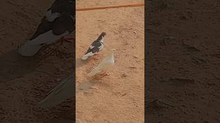 pigeon kabutar bird pigeonbird [upl. by Maurreen]