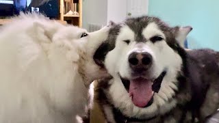 Siberian Husky Battles Alaskan Malamute She Treats Him Like A Chew Toy husky alaskanmalamute [upl. by Zellner533]