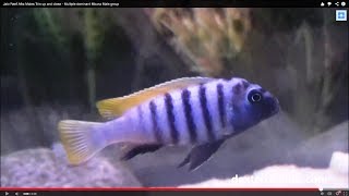 Cynotilapia Jalo Reef Afra cichlid Males Trio up and close  Jalo Reef Cichlids [upl. by Mcmath]