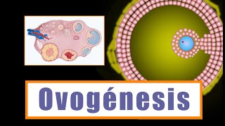 Ovogénesis y Desarrollo folicular ¿Cómo se forman los ovocitos [upl. by Almita]