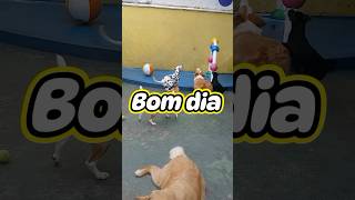 Bom dia Creche 🙌🏼🐾 Eles estão animados hoje 🤝🥰 petshopbutanta [upl. by Eraste]