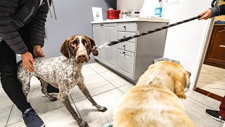 Help I HATE the Vet  German Shorthaired Pointer amp Labrador [upl. by Dhu]