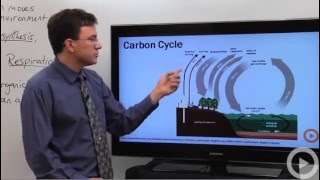 Carbon Cycle [upl. by Notlim]