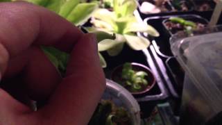 Pinguicula gigantea  General Basic Care and Propagation  Mexican Butterwort [upl. by Solrac410]