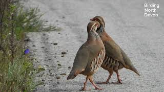 Redlegged Partridge Algarve Portugal birdingnorthdevon [upl. by Donnie769]