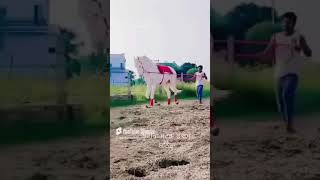 Stallion Anant music beach love travel edm horse horses trending trendingshorts trend [upl. by Assecnirp819]