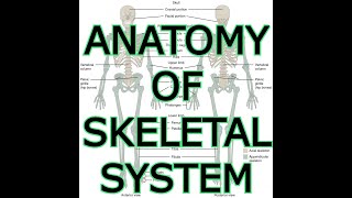 ANATOMY OF SKELETAL SYSTEM [upl. by Hercules]